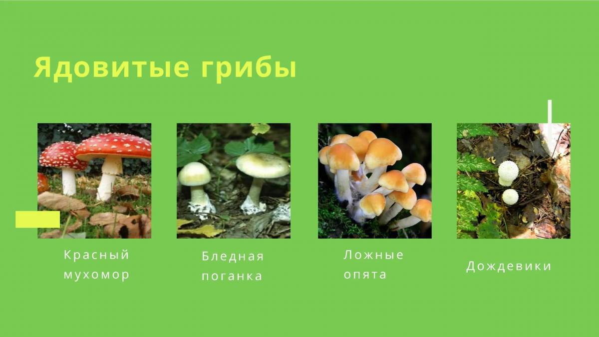 Белый гриб, тульская область. Лето.Дары природы. : paveltep - ЖЖ