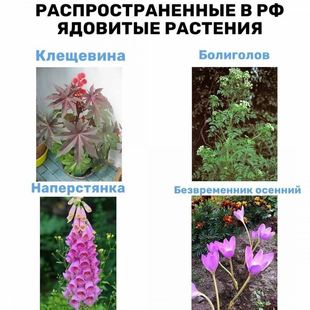 Какой из цветов ядовитый. Ядовитые растения. Ядовитые растения России. Ядовитые домашние цветы. Ядовитые растения названия.