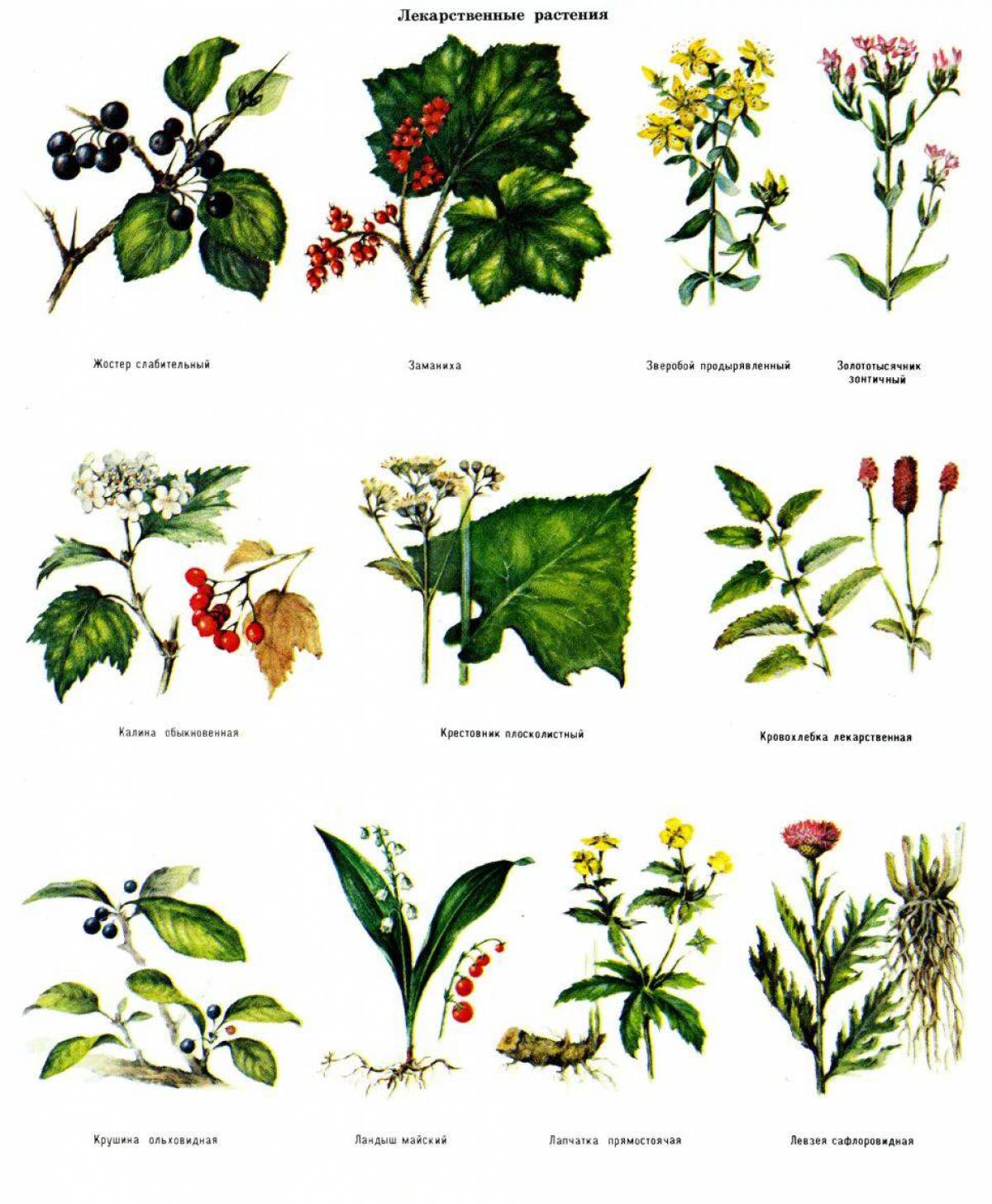 Какое растение ты видишь. Лекарственные растения. Травы названия. Лесные лекарственные цветы. Название лекарственных растений леса.