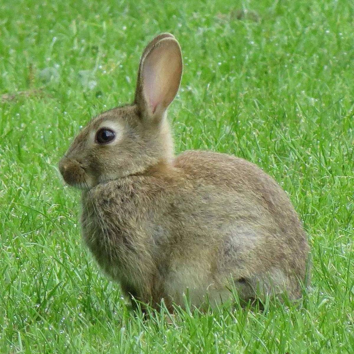 Заяц это. Европейский дикий кролик. Oryctolagus cuniculus. Кроликова. Кролик вида Oryctolagus cuniculus.