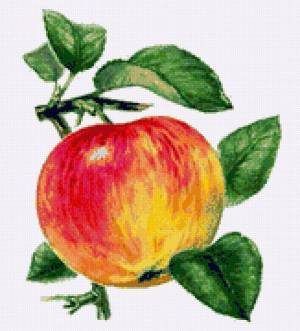 Раскраска яблоко рисунок #23 #573070
