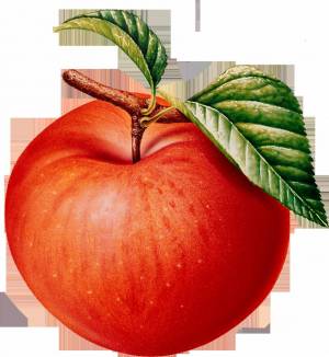Раскраска яблоко рисунок #29 #573076