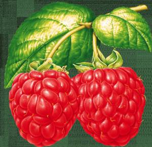 Раскраска ягоды для детей #8 #573311