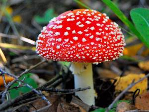 Раскраска ядовитые грибы #3 #573371