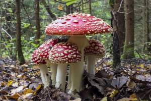Раскраска ядовитые грибы #4 #573372