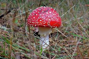 Раскраска ядовитые грибы #5 #573373