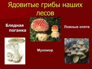 Раскраска ядовитые грибы #8 #573376