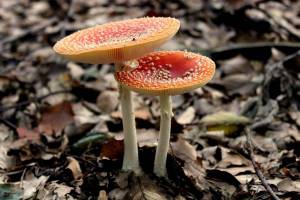 Раскраска ядовитые грибы #15 #573383