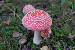 Раскраска ядовитые грибы #18 #573386