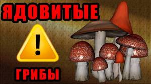 Раскраска ядовитые грибы #19 #573387