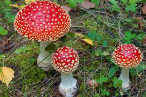 Раскраска ядовитые грибы #20 #573388