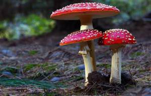 Раскраска ядовитые грибы #22 #573390