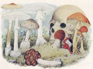 Раскраска ядовитые грибы #23 #573391