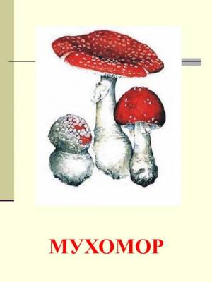 Раскраска ядовитые грибы #26 #573394