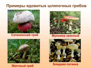 Раскраска ядовитые грибы #27 #573395