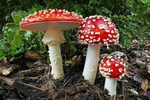 Раскраска ядовитые грибы #30 #573398