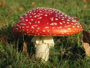 Раскраска ядовитые грибы #33 #573401