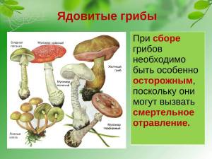 Раскраска ядовитые грибы #34 #573402