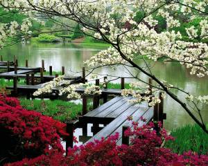 Раскраска японский сад #19 #574274