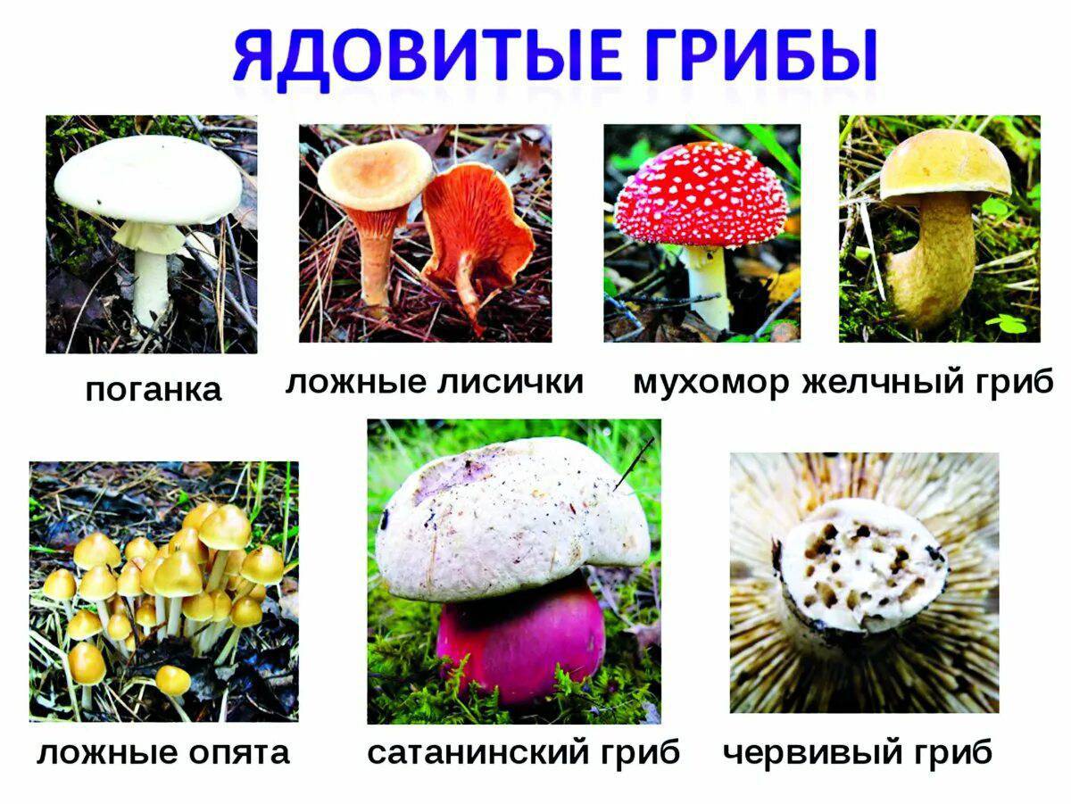 Ядовитые грибы #1
