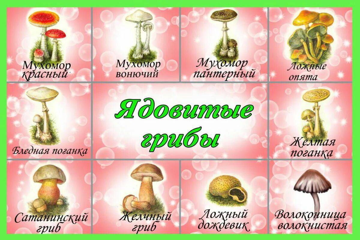 Ядовитые грибы #2