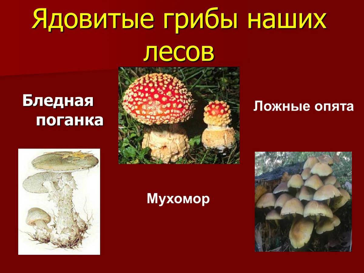 Ядовитые грибы #8