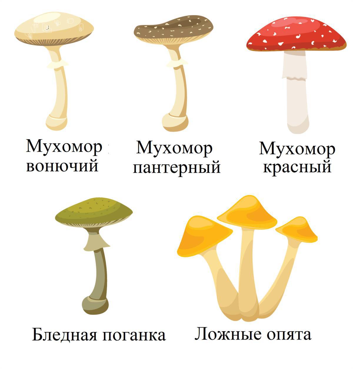 Ядовитые грибы #24
