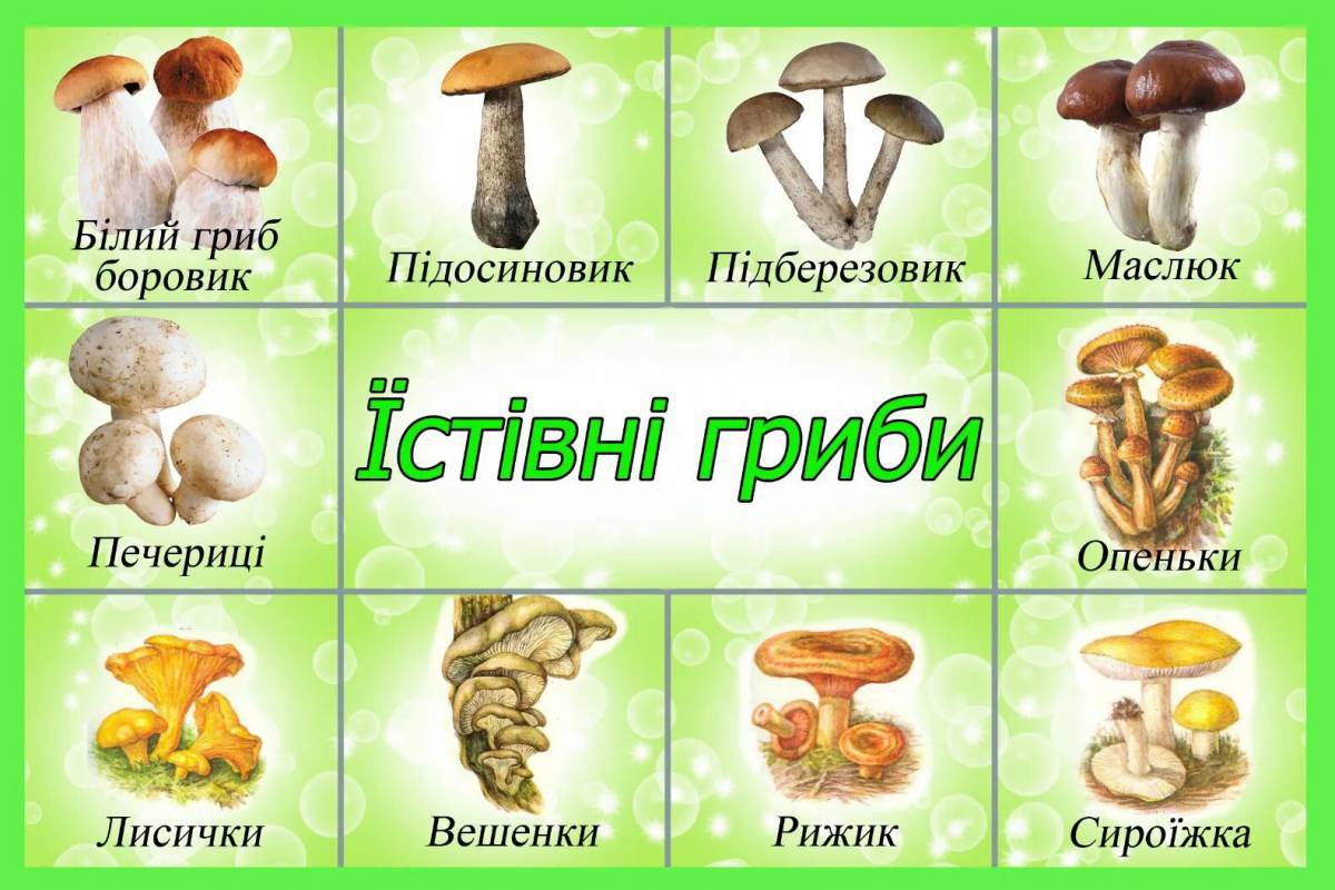 Ядовитые грибы #28
