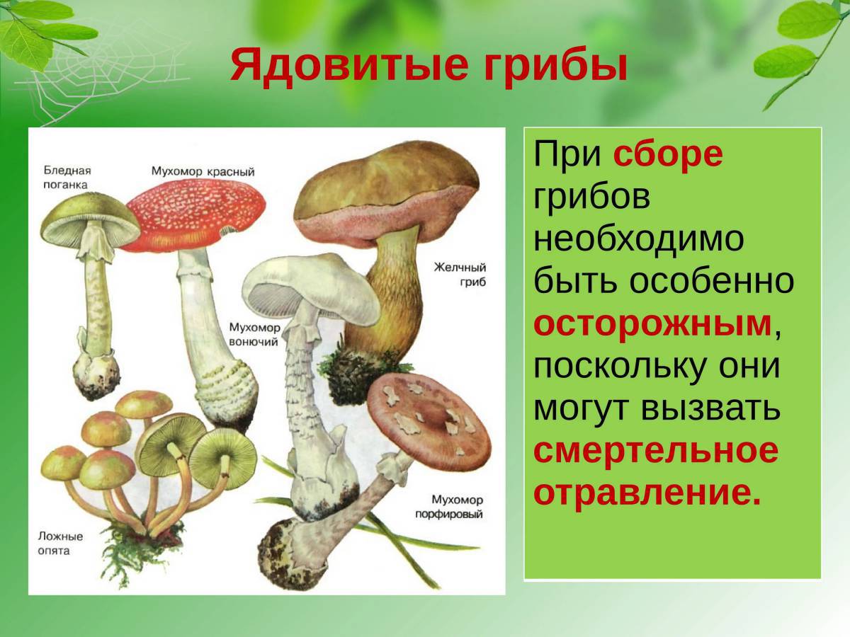 Ядовитые грибы #34