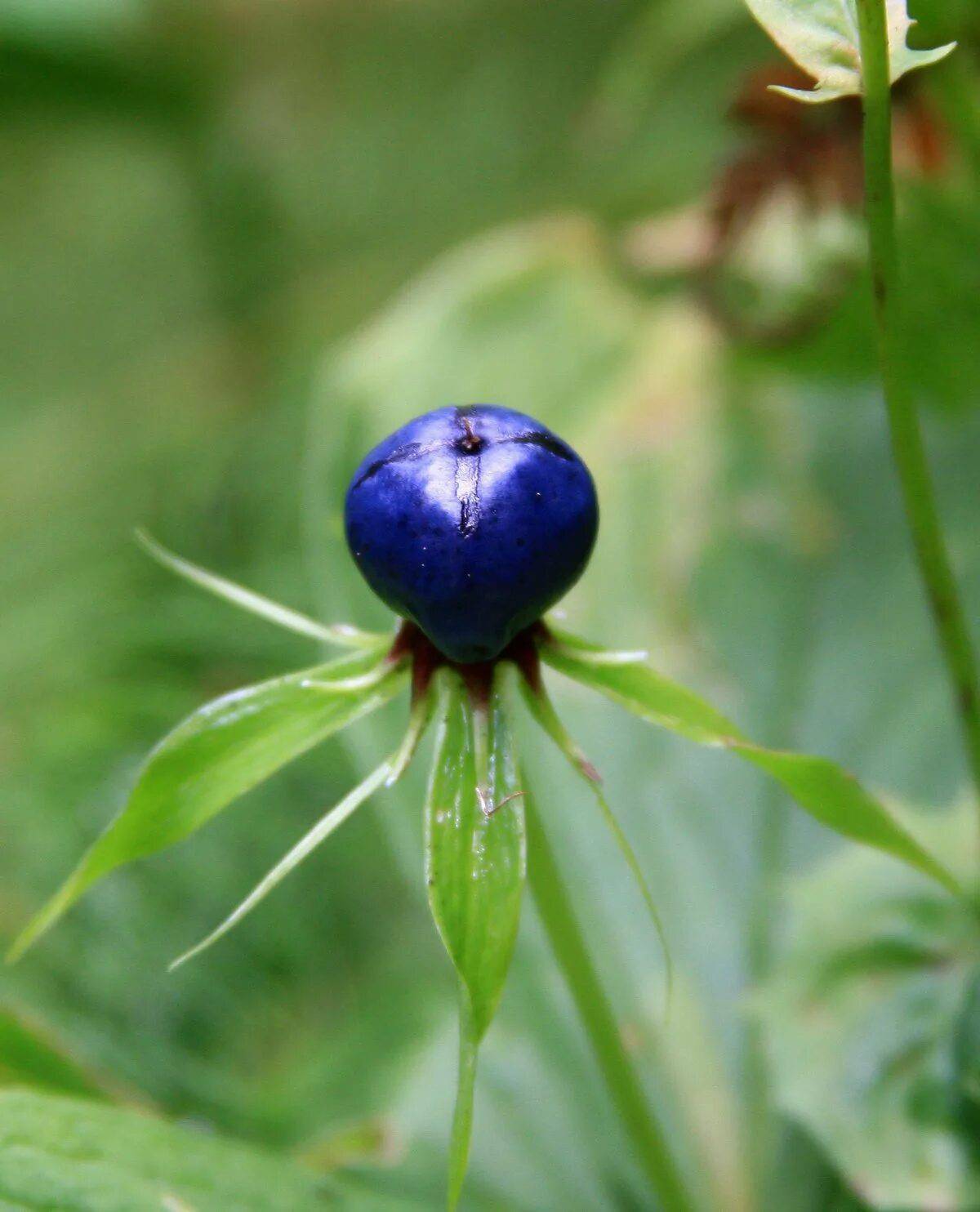 Paris quadrifolia l. Вороний глаз четырёхлистный