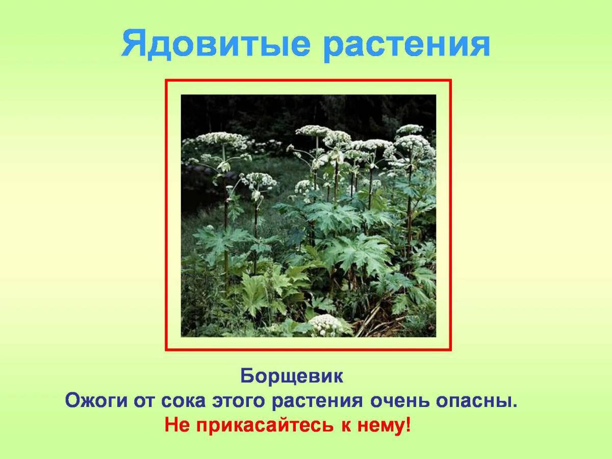 Проект по окружающему миру 2 класс опасные растения грибы и животные