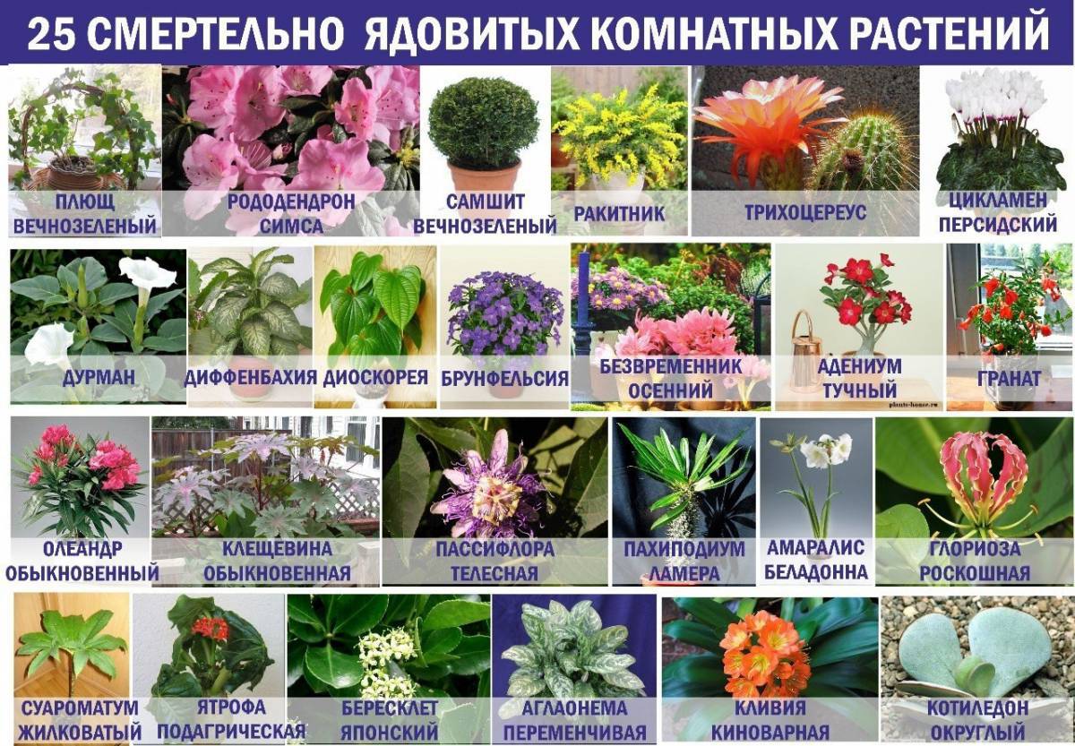 Картинки Ядовитые растения (37 шт.) - #6589