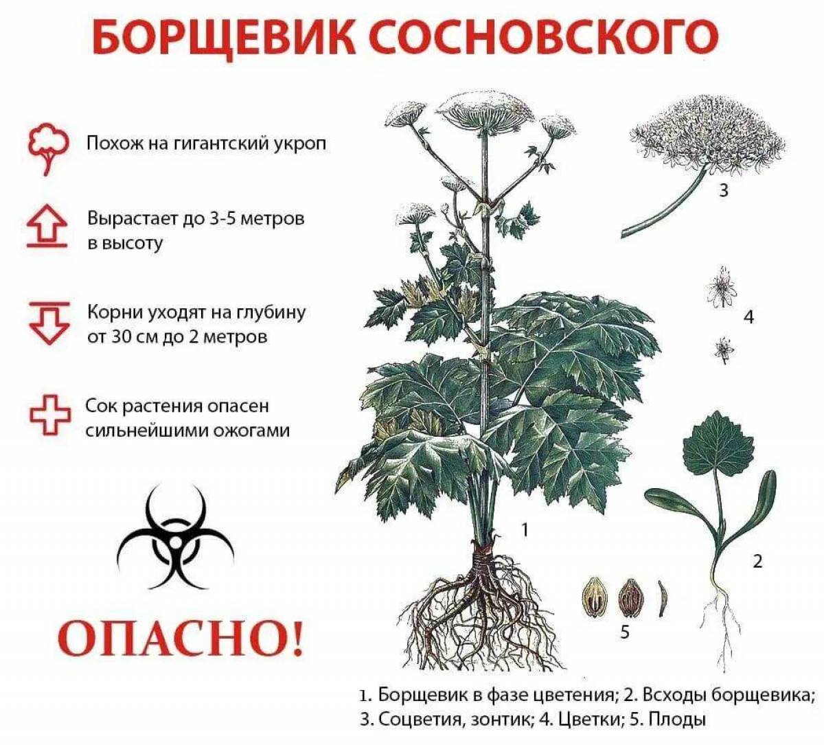 Проект ядовитое растение борщевик