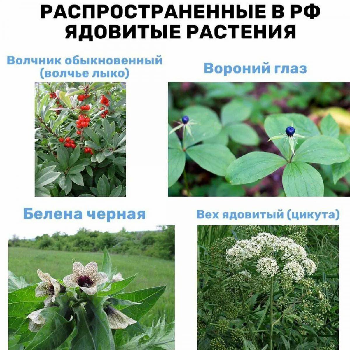 Какие травы ядовиты. Ядовитые растения. Ядовитые растения России. Опасные ядовитые растения. Ядовитые растения названия.