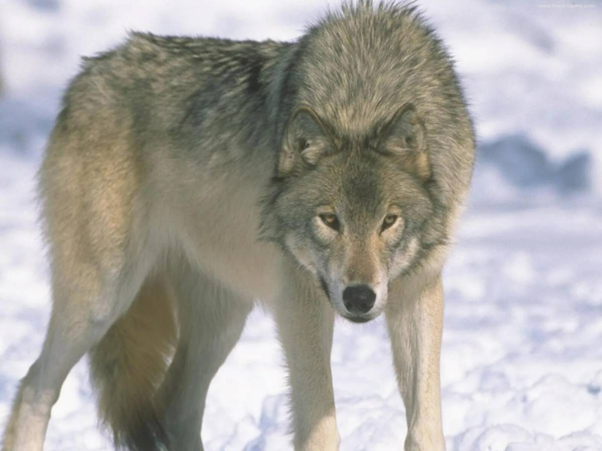 Русский степной волк