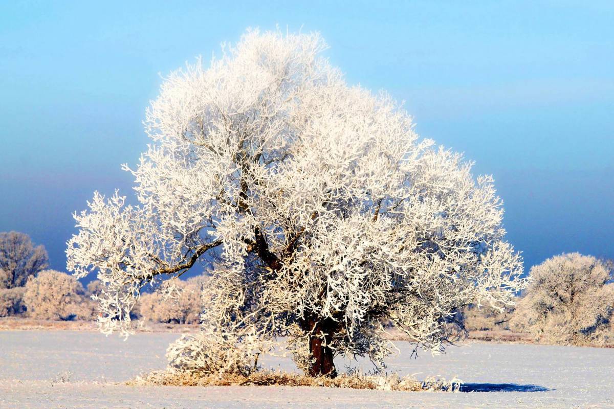 Как выглядит дерево зимой