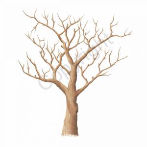 Раскраска дерево без листьев для детей #5 #56287