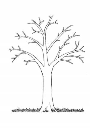 Раскраска дерево без листьев для детей #11 #56293