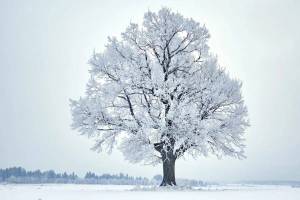 Раскраска деревья зимой #1 #56341
