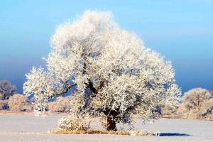 Раскраска деревья зимой #3 #56343