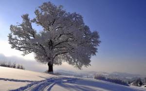 Раскраска деревья зимой #10 #56350