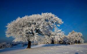 Раскраска деревья зимой #11 #56351