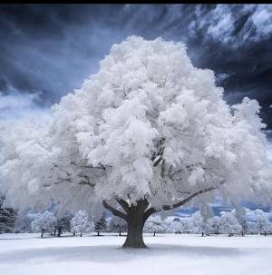 Раскраска деревья зимой #12 #56352