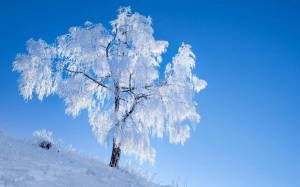 Раскраска деревья зимой #13 #56353