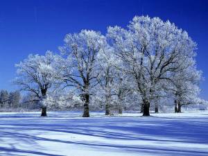 Раскраска деревья зимой #14 #56354