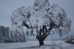 Раскраска деревья зимой #18 #56358