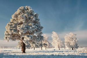 Раскраска деревья зимой #19 #56359