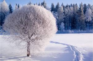 Раскраска деревья зимой #20 #56360