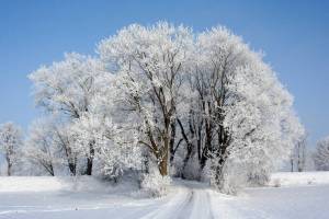 Раскраска деревья зимой #24 #56364