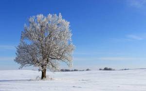 Раскраска деревья зимой #25 #56365